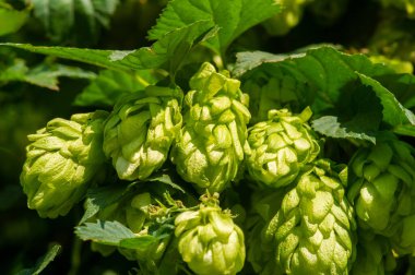 Farklı içecekler için demleme yöntemleri kullanın. Zıplamaların ve temel yağların arkasındaki bilimi anlayın. Fırın, şekerleme ve bahçe uygulamalarındaki uygulamaları inceleyin.