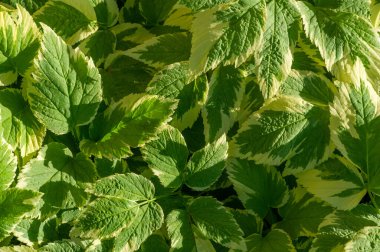 Bu bitki genel olarak piskopos ya da peynir otu olarak bilinir. Beyaz ve yeşil benekli farklı yaprakları vardır. Saldırganca yayılabilen hızlı büyüyen bir arazi örtüsü..