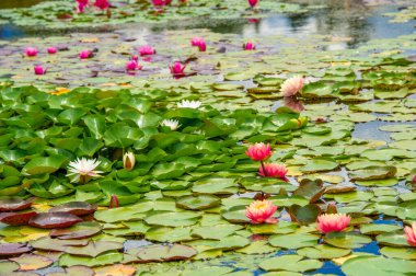 Lotus. Nelumbo. Nymphaeaceae. Nilüfer çiçeği. Büyüleyici su balesi! Bu nilüferler duyularınızı büyüleyeceğinden emin olduğunuz renkler ve şekiller için çarpıcı bir senfoni oluştururlar. Doğa Zarafeti