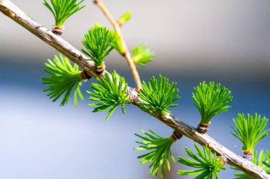 Baharın ilk zamanlarındaki bir manzarada göze çarpan bir ağaç. Çıplak dallarda koni benzeri belirgin şekiller. Yeşil iğneler görünmeye başlıyor. Gri kış sonu manzarasına renk katar.