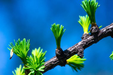 Baharda parlak pembe karaçam konilerinin tadını çıkar. Çam ağaçlarının açtığı doğanın güzelliğine hayranlık duyun. Baharın gelişini bu ender ve güzel manzarayla kutlayalım..