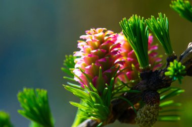 Doğanın nefes kesici güzelliğinin tadını çıkar. Çam ağaçları çiçek açarken. Baharda parlak pembe kozalakların benzersiz görünümüne tanık olun. Doğanın mucizesine şükredin. Çiçekli çam ağaçları..