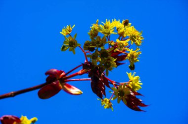Acer Rubrum, Kuzey Amerika 'da yaygın olarak bulunur. Kırmızı çiçekler ve meyveler üretir. Sonbaharda yapraklar kıpkırmızı olur. Islak ya da bataklık bölgelerde iyi yetişir..