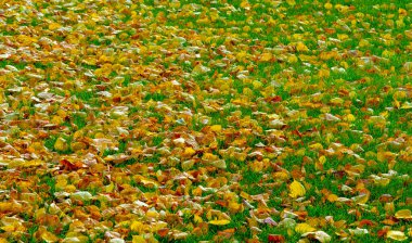 Sonbahar manzarası, fotoğraftaki sonbahar çizimi, sarı bordo kırmızı yapraklar, yaz dilekçesi, neşeli resimler.
