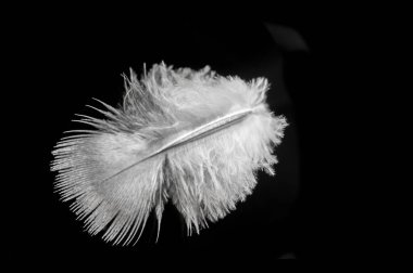 Makro fotoğraflarda kuş tüylerinin çarpıcı detaylarını yakalayın. Siyah arkaplan karşısında nefes kesici görüntüler oluştur. Kuş tüylerinin karmaşık dokularını ve desenlerini yakından inceleyin..