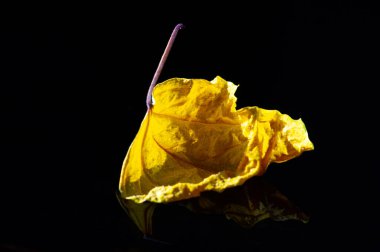 Yüksek kalitede kurumuş amber yaprağı. Çay demlemek ya da yemek tarifleri eklemek için ideal. Antioksidan ve vitamin açısından zengin. Bitki çayı koleksiyonuna harika bir katkı..