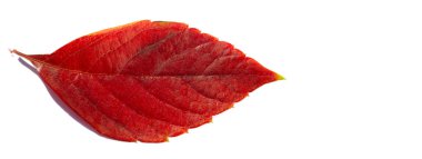 Beyaz arka planda sonbahar yaprakları. Sonbahar her zaman en sevdiğim mevsim olmuştur. Her şey son güzelliğiyle çiçek açtığında sanki doğa tüm yıl boyunca büyük bir final için güç biriktirmiş gibi olur..