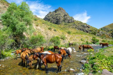 Atlar susuzluklarını gidermek için nehir kıyısında toplanırlar. Toynak sesleri ve su sıçraması havayı doldurur. Doğanın oyun parkında güzel ve sakin bir sahne.