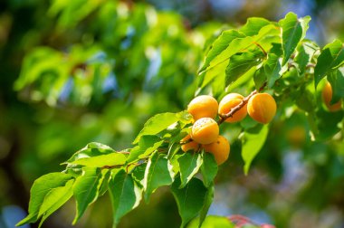 Kayısı vitamin açısından zengin sulu bir meyvedir. Kayısı ağacı yaprak yetiştirir ve hasat mevsiminde olgun meyve verir. Kayısı yetiştirmek büyümeye ve besleyici gıdaların bolluğuna yol açabilir..