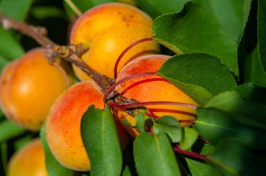 Kendi bahçenizden sulu ve vitaminli kayısıların tadını çıkarın. Güneşin altında büyüyüp olgunlaşmalarını izle. Mevsimlik meyve toplamanın keyfini yaşayın..