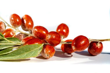 Eleagnus angustifolia tıbbi özellikleri olan geleneksel bir bal bitkisidir. Onbir Angustifolia meyveleri geleneksel tıpta yaygın olarak kullanılır. Resimler beyaz arkaplanda mevcut
