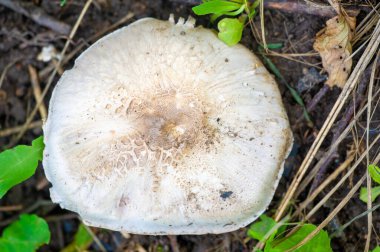 Şampiyon mantarlarının doğal ortamlarındaki harikalarını keşfedin. Bu mantarların yeşerdiği karasal ortamı keşfedin. Mantarların eşsiz özelliklerini öğren.