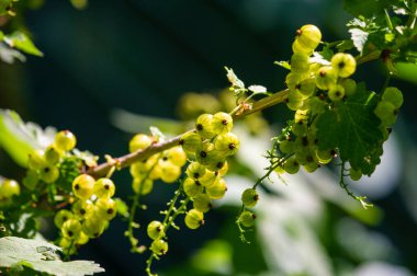 Frenk üzümünün yakın plan fotoğrafları. Derinlik katmak ve meyveye odaklanmak için arka planda bulanıklık. Fotoğraflarda parlak kırmızı renkler. Gıda fotoğrafçılığı veya ürün gösterimi için ideal.