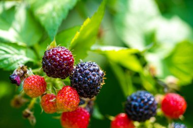 Siyah ahududu ve böğürtlen harika bir vitamin kaynağıdır. Bu sulu meyveler olgunlaşmış ve yemeye hazır. Lezzetli bir şeyler yemek isteyen vejetaryenler için ideal..