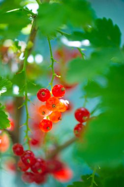 Sığ alan derinliği ile güzel bokeh etkisi kırmızı kuşüzümlerinin sersemletici yakın çekim görüntüleri kırmızı kuşüzümlerinin canlı renklerini ve dokusunu yakalar