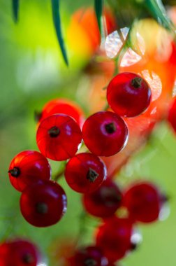 Kırmızı frenk üzümlerinin sersemletici yakın çekim görüntüleri arka planda bulanıklaşır. Frenk üzümünün karışık detaylarını ve canlı renklerini yakalar. Sığ alan derinliği ile yemek fotoğraflarının görsel çekiciliğini arttırır.