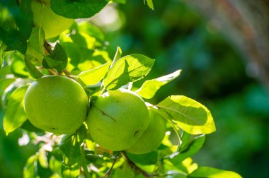 Ceviz harika bir vitamin ve besin kaynağıdır. Ceviz yetiştirmek tarım ve bahçıvanlığın önemli bir parçasıdır. Vitamin zengini fındıklar toplanıp tüketilebilir