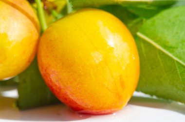 Bahçenden taze erikli günlük vitamin dozunu al. Bahçıvanlık meraklıları lezzetli erikler yetiştirmekten ve hasat etmekten zevk alabilirler. Erik ağaçları herhangi bir meyve bahçesi için harika bir ilavedir..