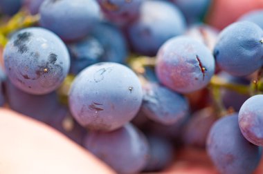 Üzümden cama şarap yapma sanatını tecrübe edin. Üzüm yetiştirmenin tarım sürecini öğrenin. Hasat mevsimini tadıyla kutlayın..