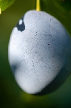 Erik, vitamin açısından zengin sulu ve olgun bir meyvedir. Evde erik yetiştirmek onları bahçenizde yetiştirmenize yardımcı olacaktır. Diyetindeki bu lezzetli ve besleyici meyvenin tadını çıkar..