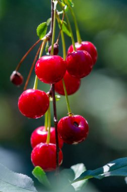 Vitamin ve antioksidan açısından zengin. Sağlıklı bir vejetaryen diyeti için ideal. Lezzetli ve olgun. Parlak bir tadı var. Atıştırmak ya da yemeğe eklemek için besleyici bir seçenek.