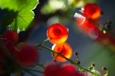 Kalın bir alan derinliği kullanarak bulanık arkaplan ile nefes kesici fotoğraflar çek. Yumuşak, rüya gibi bir arka plana karşı keskin detaylar içeren canlı kırmızı kuş üzümlerini göster.