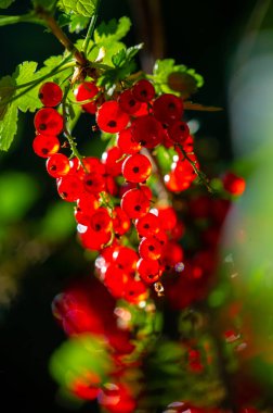 Kırmızı üzümlerin güzelliğini bulanık bir arka plana yansıt. Frenk üzümlerinin parlak kırmızı rengine dikkat edin. Sığ alan derinliğine sahip sanatsal ve görsel olarak çekici bir resim oluştur.