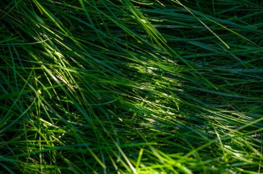 Çimlerinizi tüm yıl boyunca yeşil ve sağlıklı tutun. Profesyonel bakımlı bir çimenlik sürdürün. Birinci sınıf çimenlik bakım hizmetleri alın ve açık alanınızı güzelleştirin..