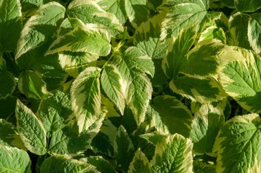 Aegopodyum podagraria 'nın değişik bir türü, yaygın olarak piskopos veya peynir otu olarak bilinir. Yeşil ve beyaz yaprakları var. Bahçelere görsel ilgi katıyor. Çeşitli toprak türlerine karşı dirençli