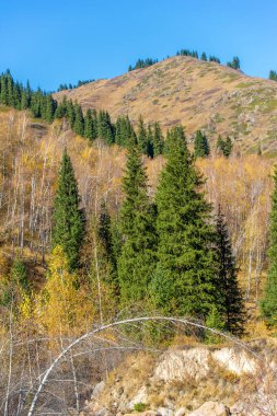 Tien Shan 'ın büyüleyici ladin ormanlarını keşfedin. Vahşi hayatın canlı sonbahar renklerine tanık olun. Dağlarda yeni bir maceraya atılmak..