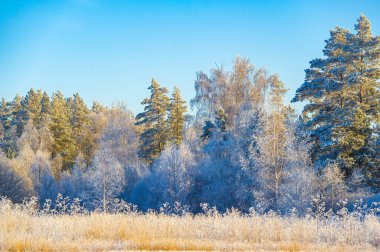 Açık mavi bir gökyüzünün altında karla kaplı bir tarlanın güzelliğine dalmak. Taze, dokunulmamış karın çıtırtısının saf hazzını hisset. Kışın serinliğini içine çek..