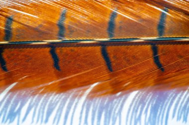 Sonbaharın güzelliğini bu zarif sülün tüyüyle kucaklayın. Sıcak, dünyevi tonları olan her ortama doğal zarafeti de ekleyin. Sonbaharın büyüleyici renklerini kutla