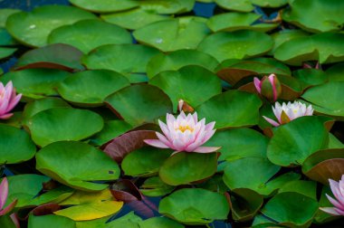 Doğanın zarafetini deneyimleyin. Bu büyüleyici nilüferlerin zarafetini keşfedin. Zarif bir şekilde çiçek açtıklarında gölün ayna yüzeyindeki zarif güzelliklerini yansıtırlar. YAŞAĞINDA HAYAT