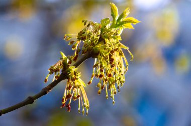 Sarının canlı gölgeleri çerçeveyi dolduruyor. Tıpkı bahar esintisinin erken saatlerinde akçaağaç çiçeklerinin dans etmesi gibi. Doğa Fotoğrafçılığı