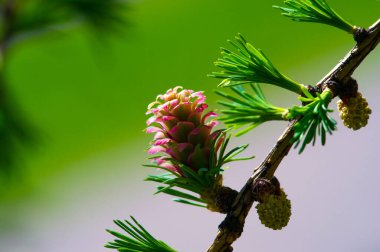 Baharda parlak pembe kozalakların nefes kesici güzelliğinin tadını çıkar. Doğanın ortaya çıkan güzelliğinin benzersiz ve nadir bir görüntüsünü deneyimleyin. Çam ağaçlarının büyüsünü bizimle kutla..