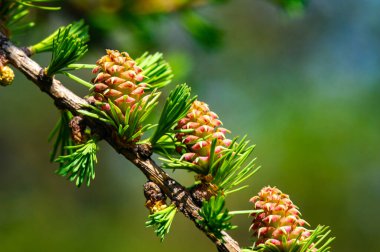 Baharda parlak pembe karaçam konilerinin büyüleyici manzarası. Doğaya dokun ve güzelliğini takdir et. Çiçekli çam ağaçları gibi eşsiz bir fenomene tanık olun. Biraz sakinliğin tadını çıkar.