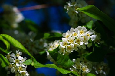 Kuş kiraz çiçekleri bir daldaki beyaz çiçeklerin basitliği, doğanın paletindeki sükunetin ve entelektüelliğin özünü taşır. Çiçek Zarafeti