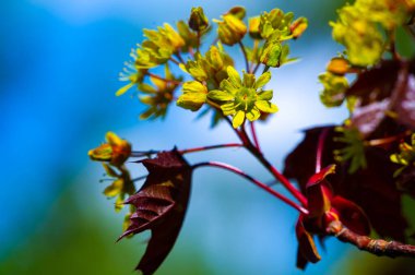Acer Rubrum, genellikle bataklıklar ve nehir kıyıları gibi nemli yerlerde bulunur. Sonbaharda canlı kırmızı yapraklar üretir. Manzaralara güzel renkler katıyor. Vahşi yaşam için yaşam alanı ve yiyecek sağlar..