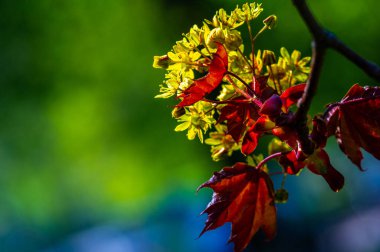 Kırmızı Akçaağaç, parlak kırmızı yapraklı hızlı büyüyen bir ağaç. Islak ve bataklık bölgelerde iyi yetişir ama daha elverişli toprak koşullarına uyum sağlayabilir. Meyve suyu da akçaağaç yapmak için benzer bir şekilde kullanılabilir.