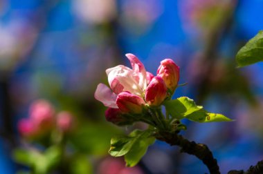 Çiçek açmış pembe bir elma ağacının çarpıcı yakın plan fotoğrafı. İnce ve güzel bir doğa eseri, detaylarıyla ele alınır. Pembenin tonlarında açan çiçeklerin büyüleyici güzelliğini keşfedin.