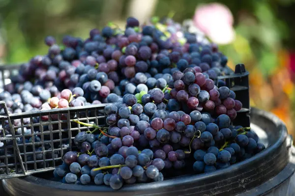 Taze siyah üzümler ve sulu bir arka plan şarap yapmak ve atıştırmak için ideal olan üzümlerin canlı renklerini vurgulamak sağlıklı bir ikramdır.