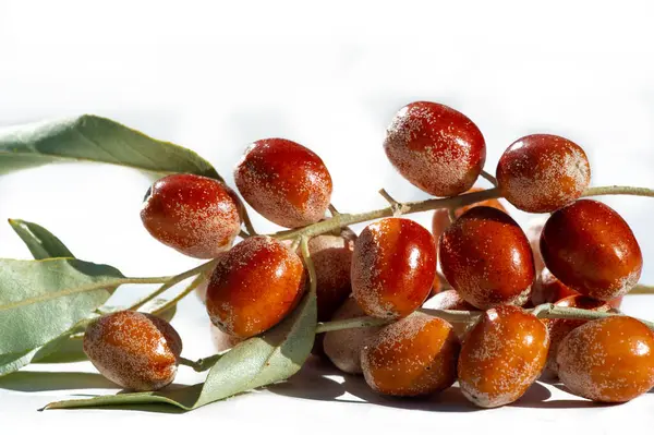 Eleagnus angustifolia, sağlık yararlarıyla bilinen geleneksel bir ilaç bitkisidir. Yaprak angustifolia meyveleri besin ve antioksidan açısından zengindir. Bal üretiminde sıklıkla kullanılır.