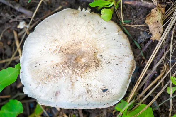 Şampiyon mantarlarının doğal ortamlarındaki harikalarını keşfedin. Bu mantarların yeşerdiği karasal ortamı keşfedin. Mantarların eşsiz özelliklerini öğren.
