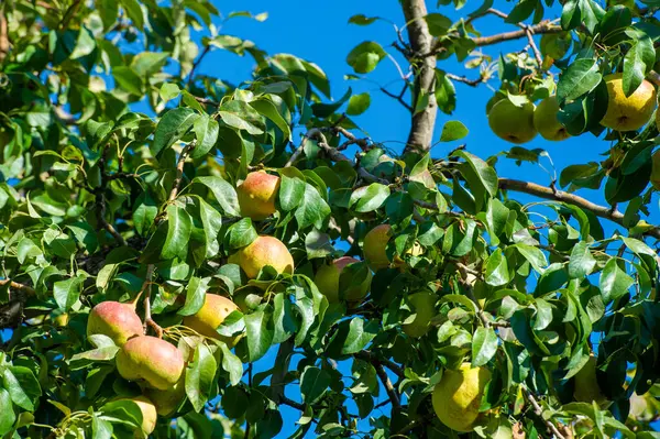 Taze ve sulu çilekler. C vitamini açısından zengin. Salata ve tatlılara atıştırmak ya da eklemek için ideal. Beyaz arka plandaki parlak kırmızı renk görsel olarak çekici..