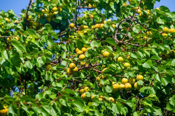 Taze kayısılar genel sağlık için vitamin ve besin açısından zengindir. Kayısı ağaçları sulu meyve yetiştirmek ve üretmek için belirli bir iklime ihtiyaç duyarlar. Lezzetli ve besleyici bir atıştırmalık sağlar..