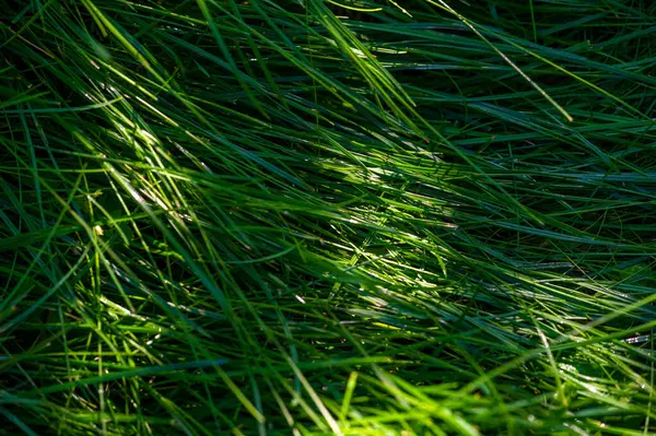 Çimlerinizi tüm yıl boyunca yeşil ve sağlıklı tutun. Profesyonel bakımlı bir çimenlik sürdürün. Birinci sınıf çimenlik bakım hizmetleri alın ve açık alanınızı güzelleştirin..