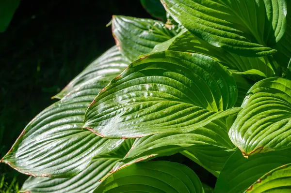 Hosta yapraklarının rahatlatıcı ve yatıştırıcı etkilerini tecrübe edin. Ev sahibi bitkilerle kendi yeşil sığınağınızı oluşturun. Yeşilin karmaşık desenlerinin ve tonlarının tadını çıkarın.