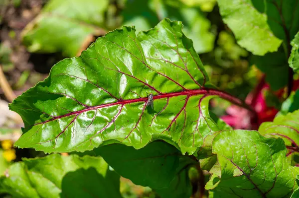 Pancar yapraklarındaki eşsiz ve çarpıcı kırmızı damarlar bahçe ve tabak sunumunda estetik cazibe