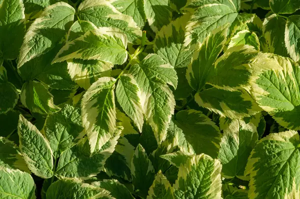 Aegopodyum podagraria 'nın değişik bir türü, yaygın olarak piskopos veya peynir otu olarak bilinir. Yeşil ve beyaz yaprakları var. Bahçelere görsel ilgi katıyor. Çeşitli toprak türlerine karşı dirençli