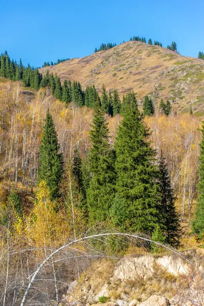 Tien Shan 'ın büyüleyici ladin ormanlarını keşfedin. Vahşi hayatın canlı sonbahar renklerine tanık olun. Dağlarda yeni bir maceraya atılmak..